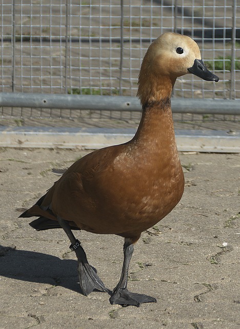 巨星